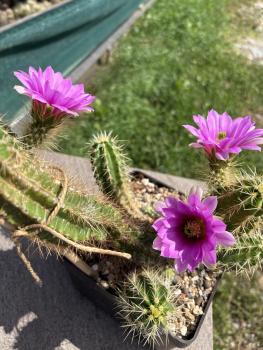 Preview: Echinocereus viereckii